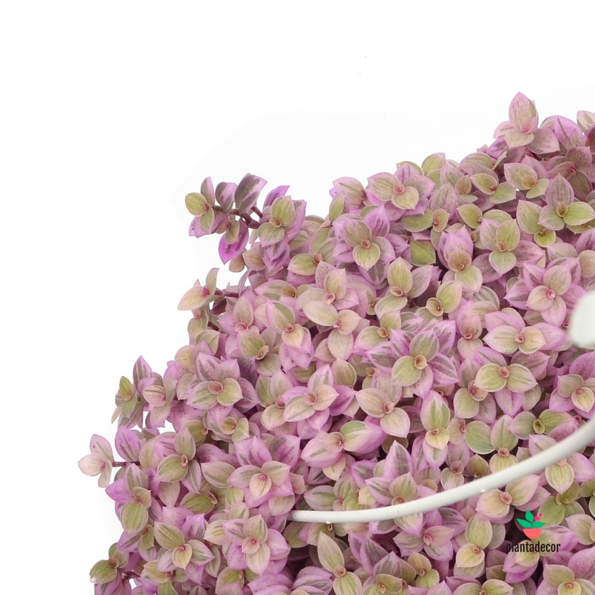 Callisia Repens "Rosato Purple" - "Pink Lady" colgador