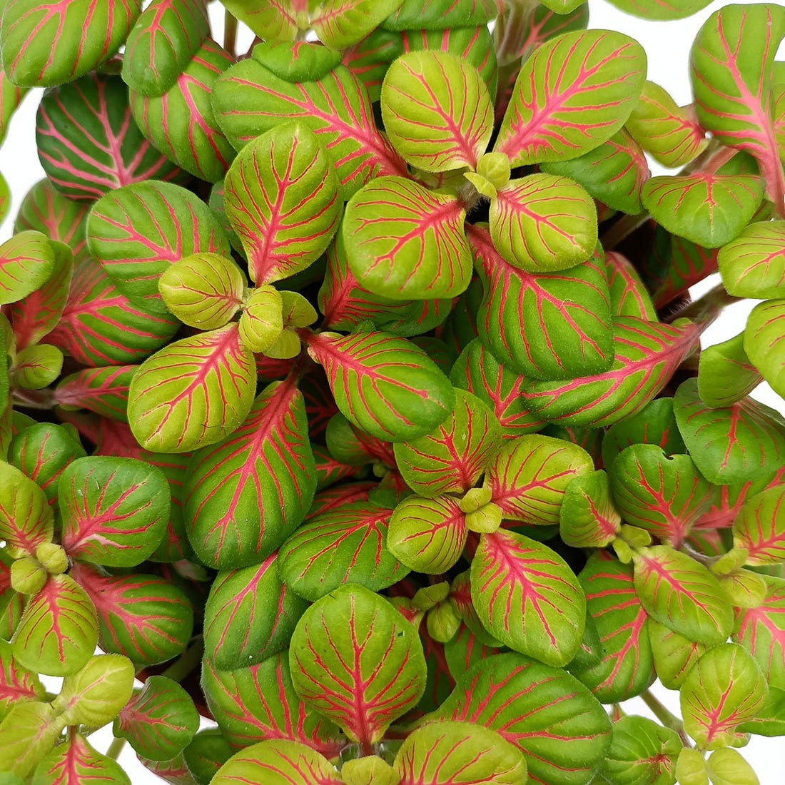 Fittonia verschaffeltii 'Fortissimo' (Bubble Green)