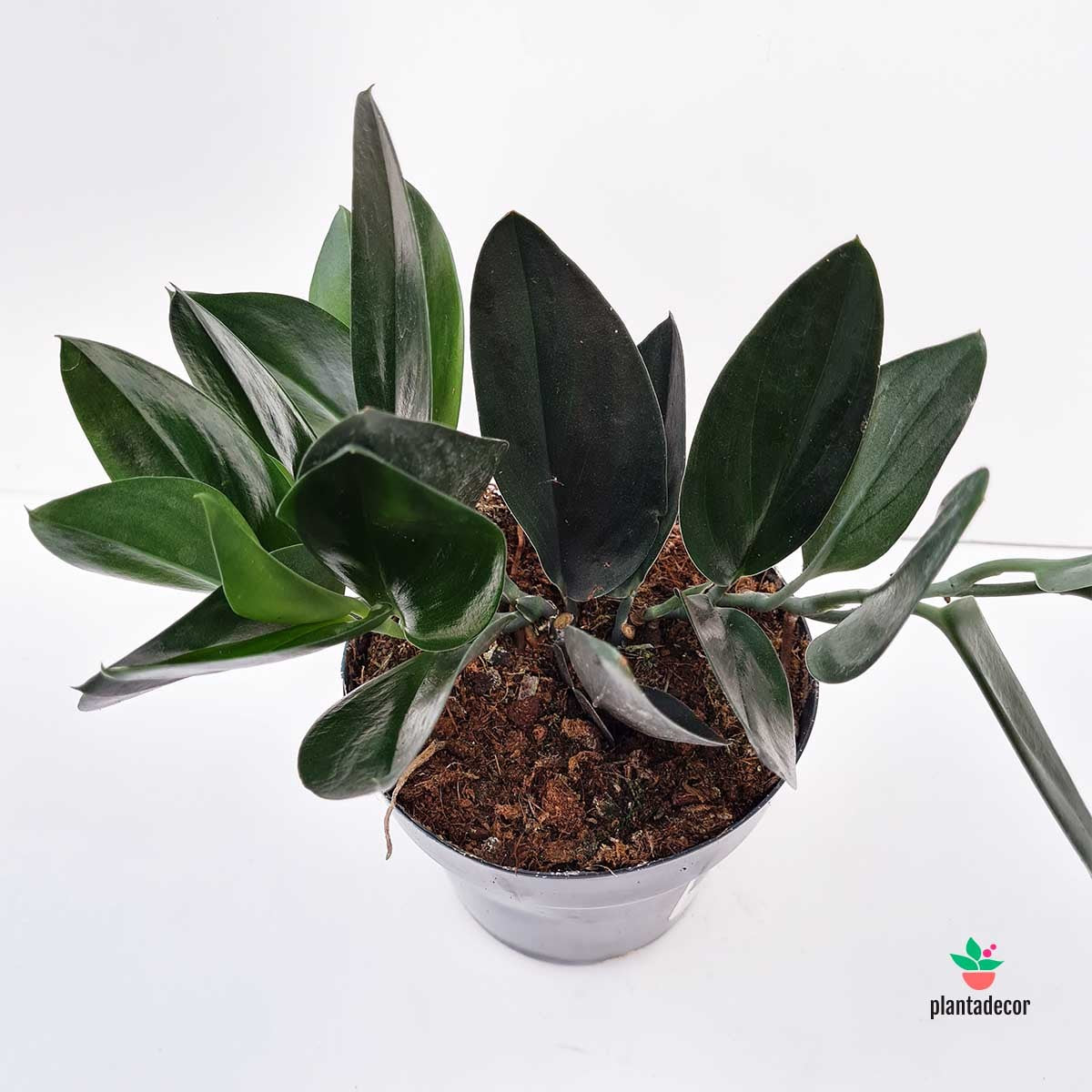 Scindapsus Treubii Dark Form