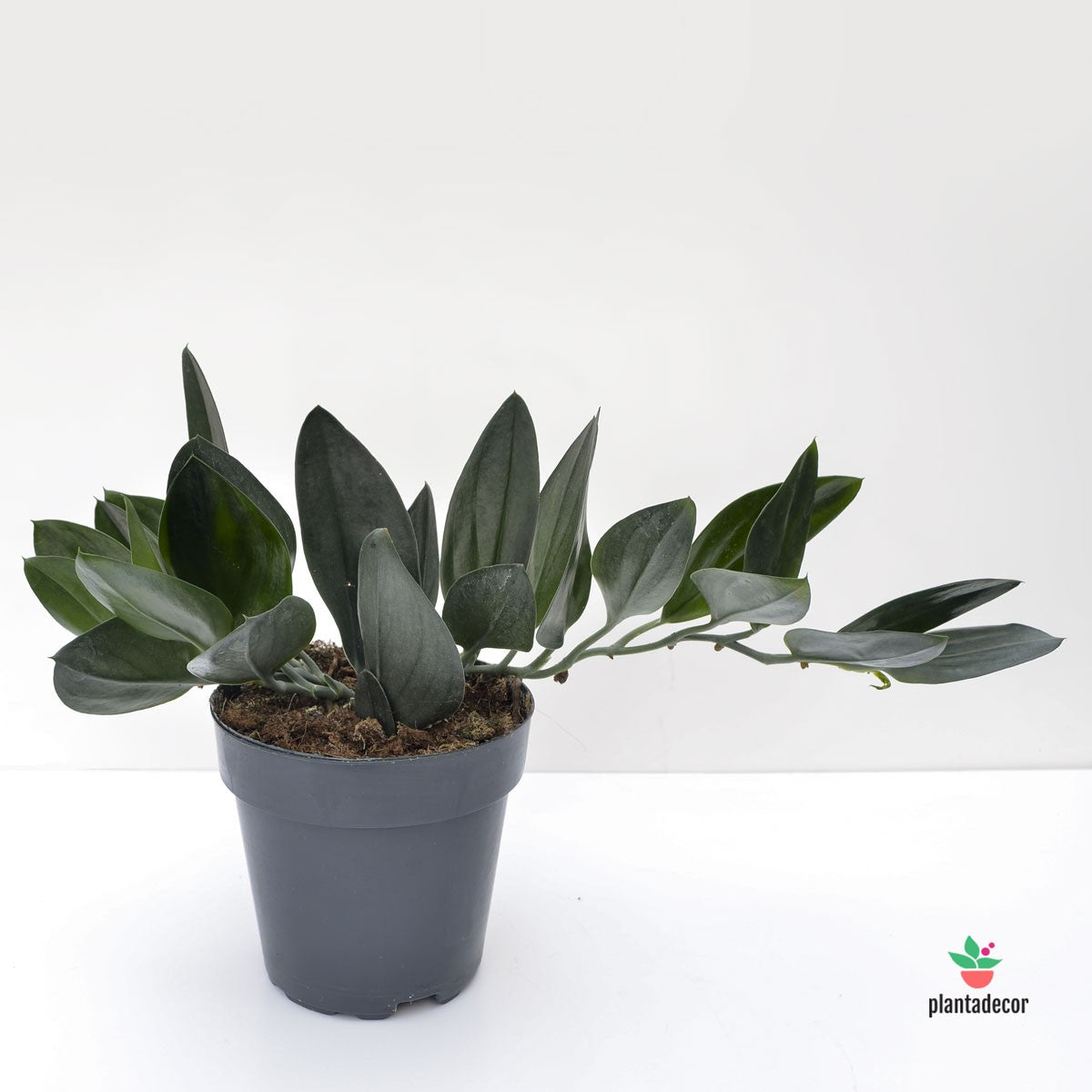 Scindapsus Treubii "Dark Form"