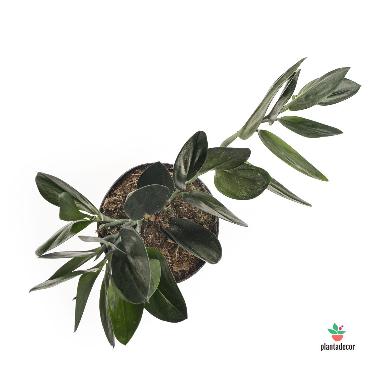 Scindapsus Treubii negro