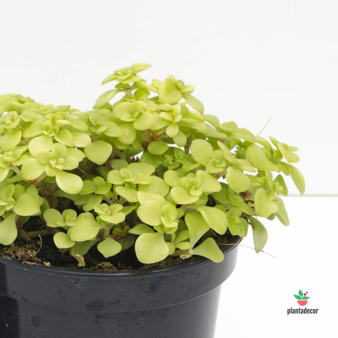 sedum japones mini