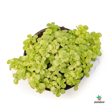 Sedum Makinoi Ogon