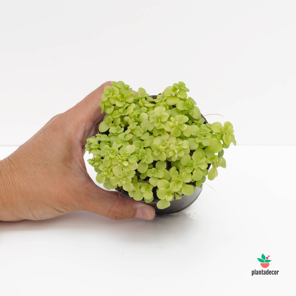Sedum Japonés Dorado