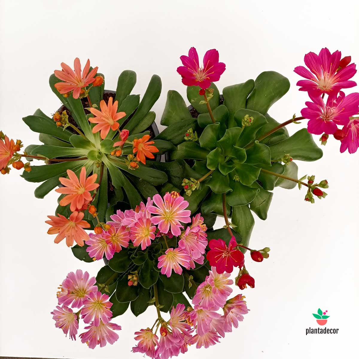 Lewisia Cotyledon Mix