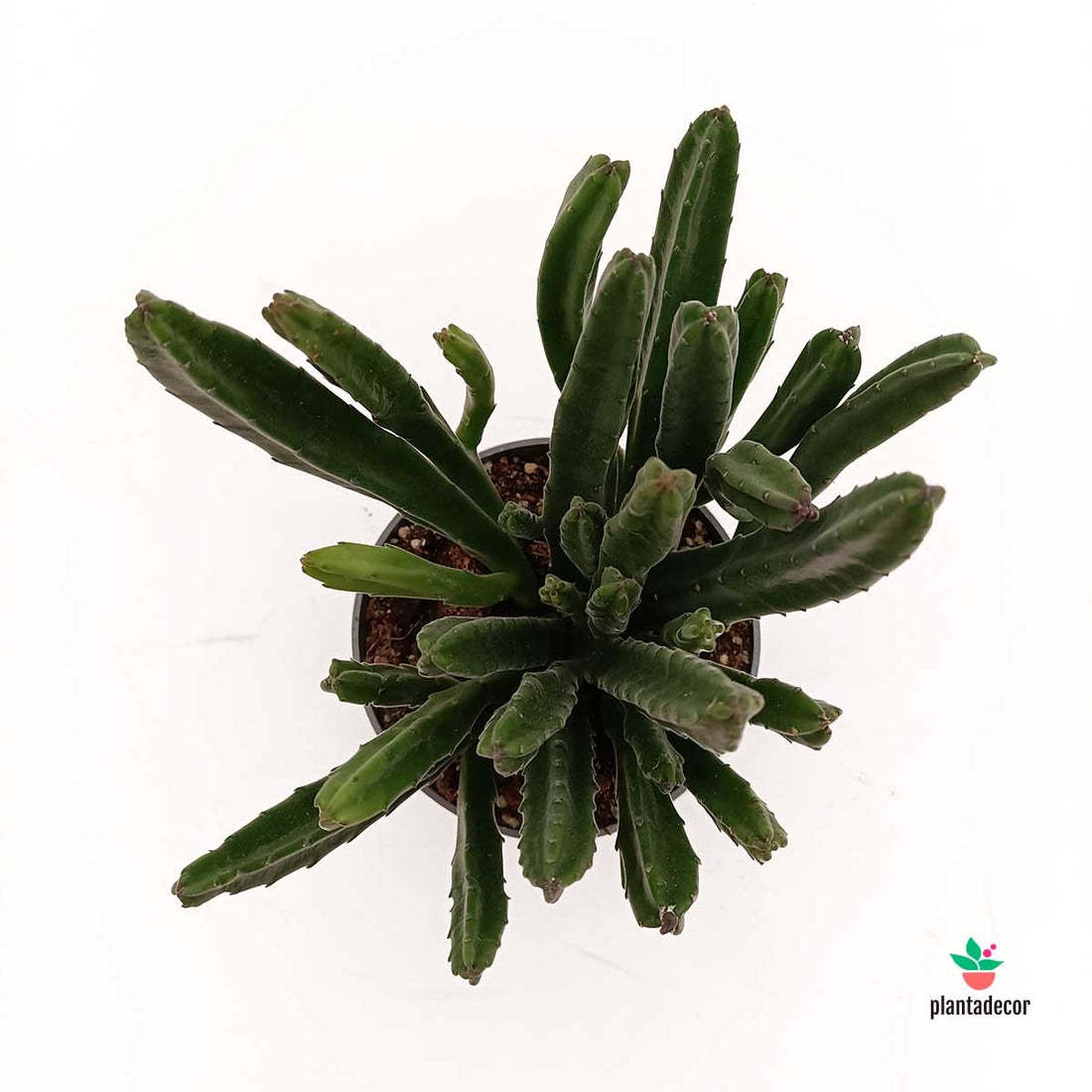 Stapelia Leendertziae M-8,5