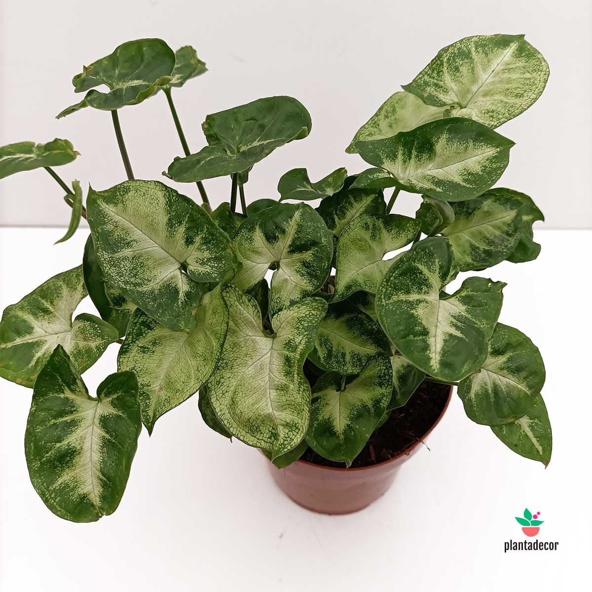 Syngonium Podophyllum ' Pixie'