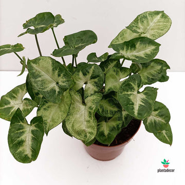 Syngonium Podophyllum ' Pixie'