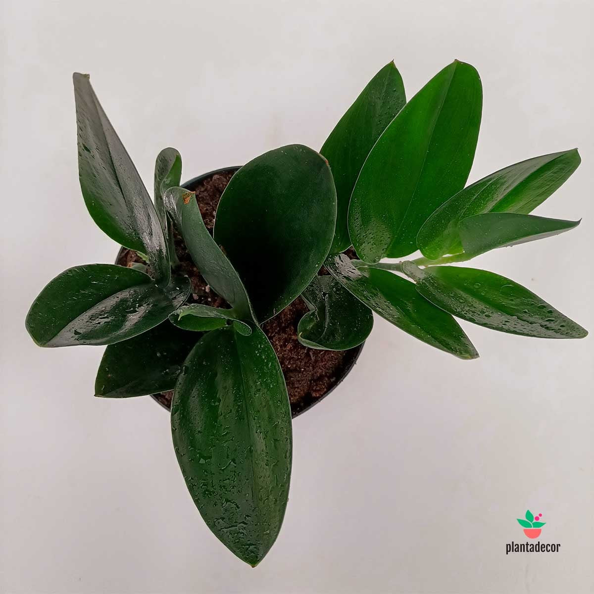 Scindapsus Treubii "Dark Form" Comprar