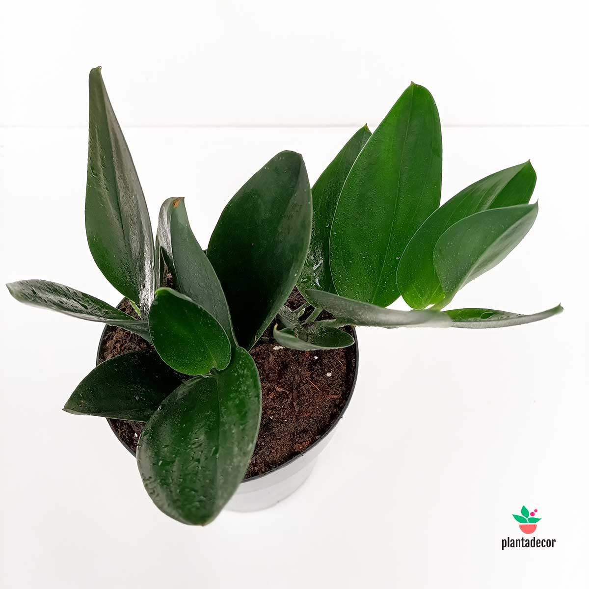 Scindapsus Treubii "Dark Form"