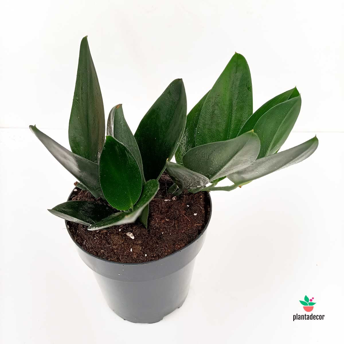 Scindapsus Treubii "Dark Form"