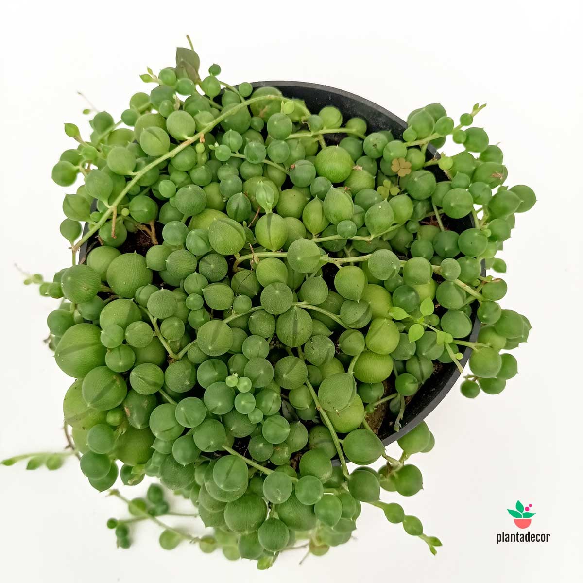 Senecio Rowleyanus Comprar