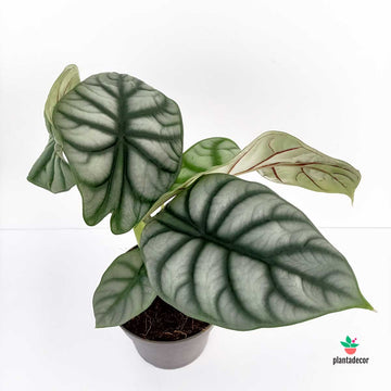 Alocasia Nebula Silver