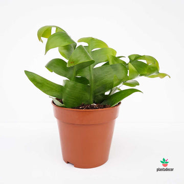 Epiphyllum Chrysocardium