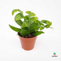 Selinecereus Chrysocardium