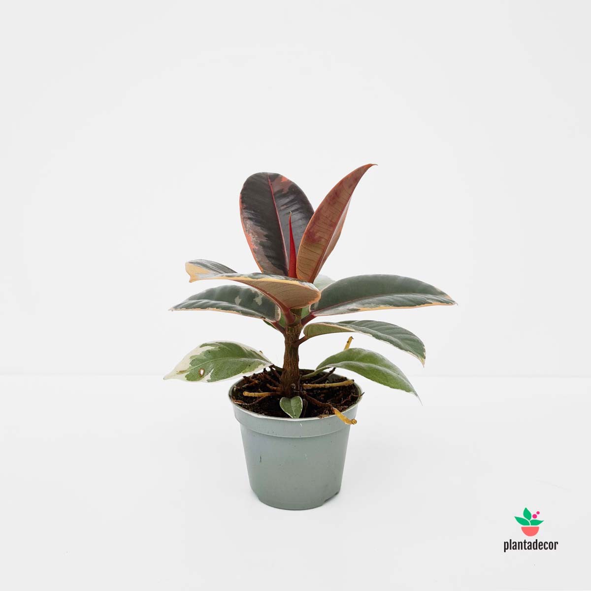 Comprar Ficus Elastica Belize Ruby