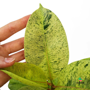 Ficus Elastica Shivereana Variegated