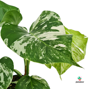 Monstera Deliciosa Variegata