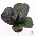 Ficus Lyrata