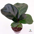 Ficus Lyrata Bambino