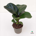 Ficus Lyrata Comprar