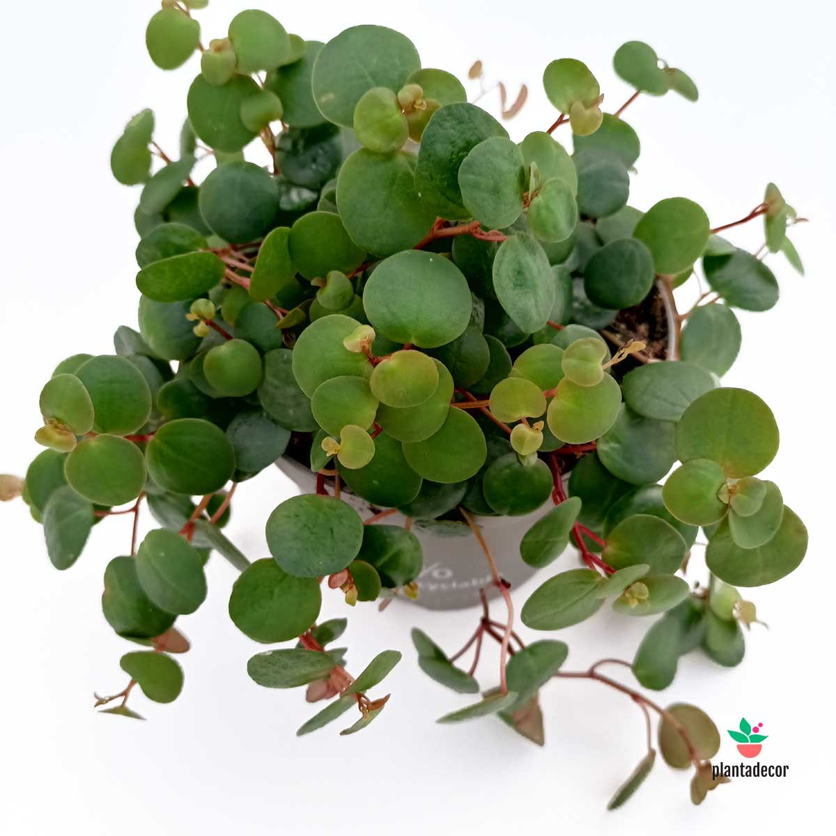 Peperomia Pepperspot comprar