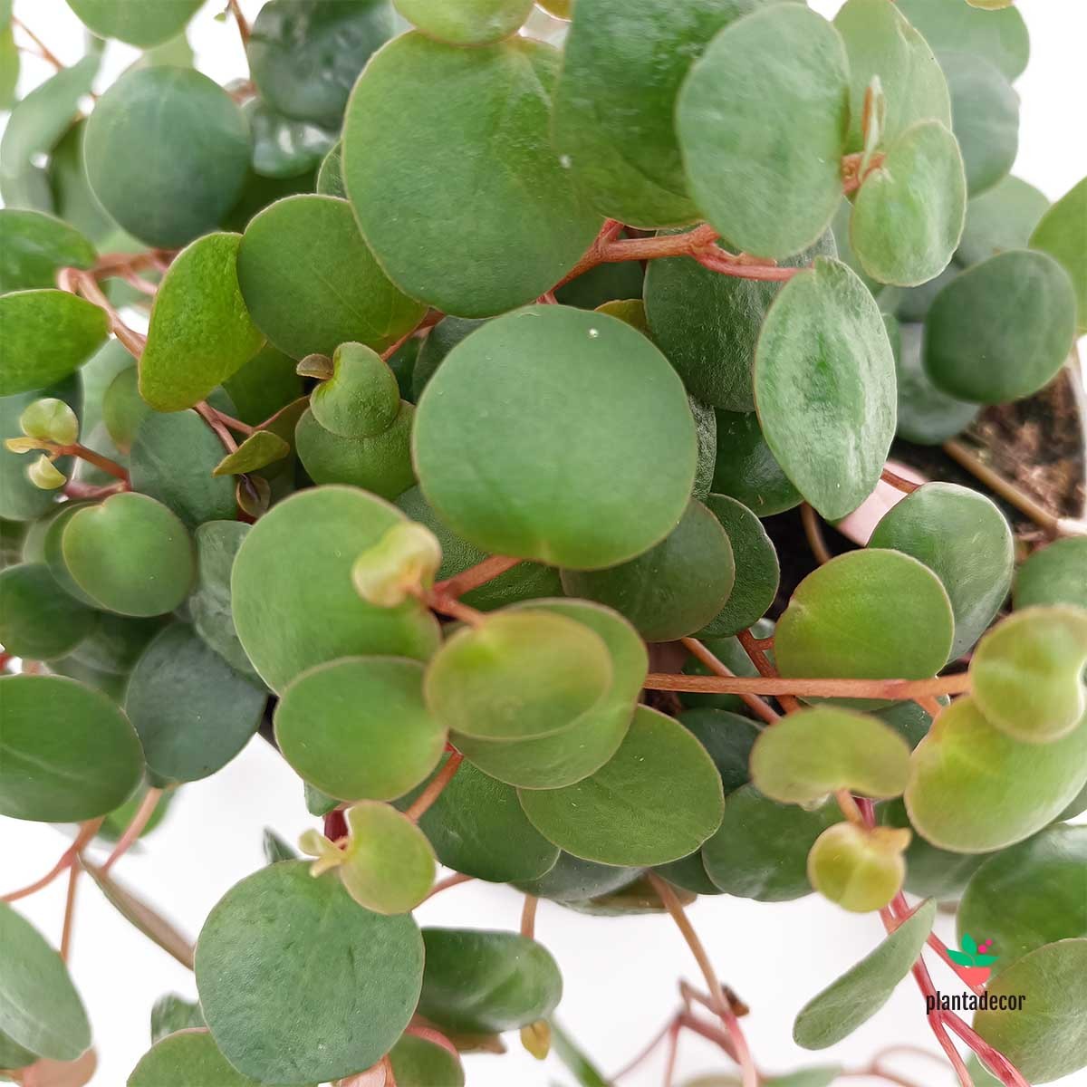 peperomia pimienta comprar