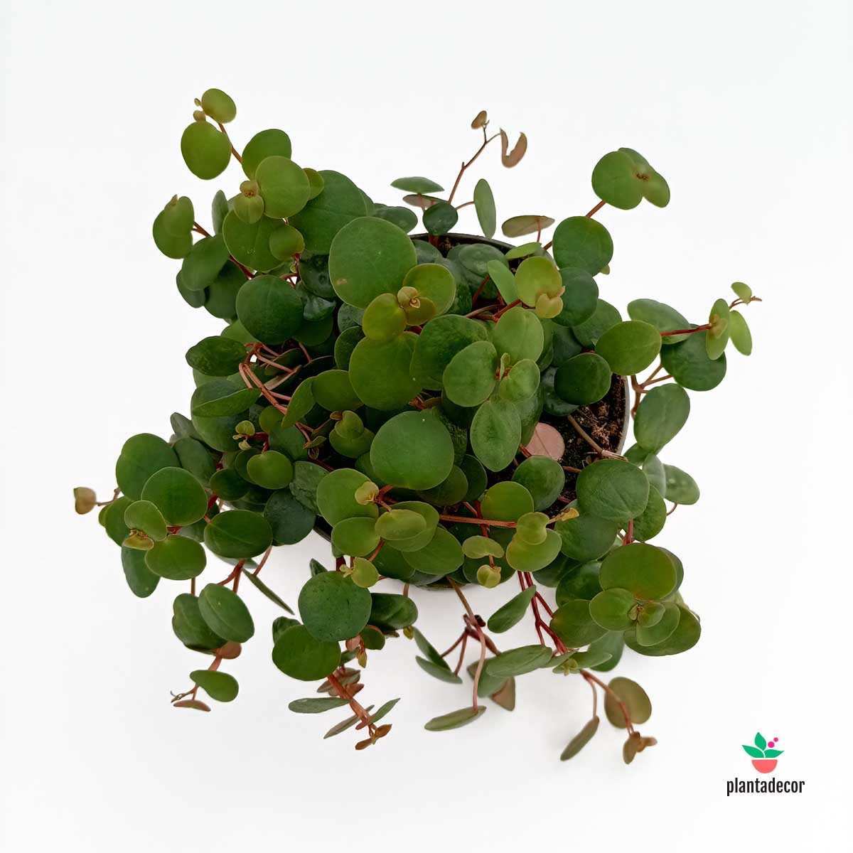 Peperomia Pepperspot