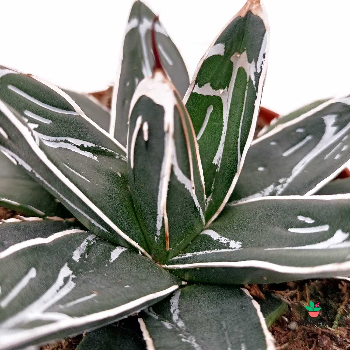 Agave Victoriae-Reginae Comprar