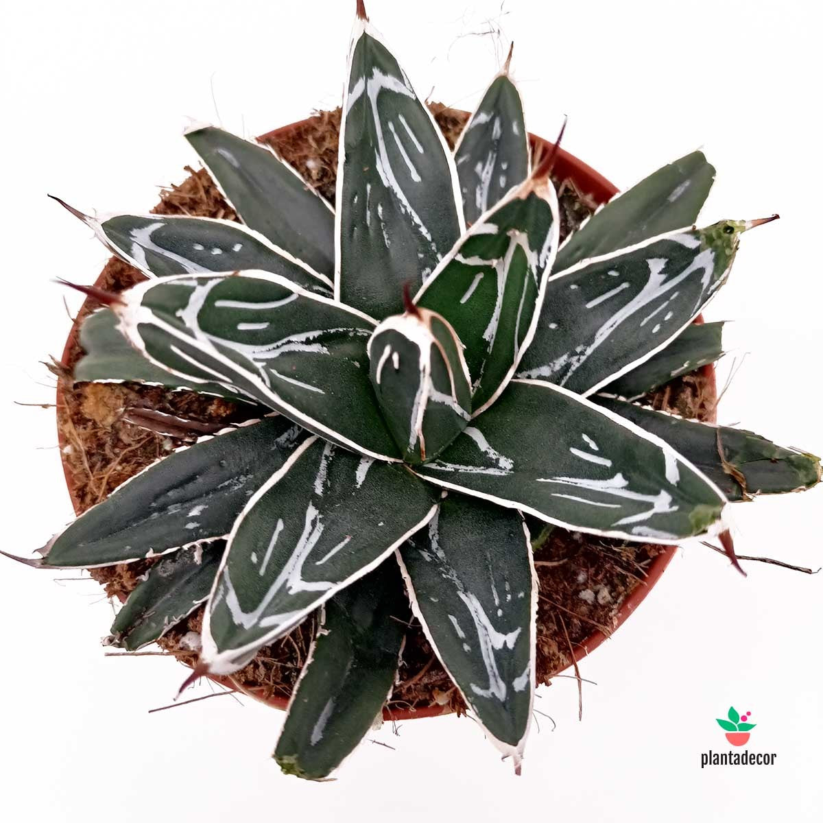 Agave Victoriae-Reginae Cuidados