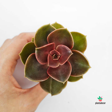 Echeveria ‘Perle von Nürnberg’ · “Magic Pearl”
