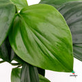 plantas de interior exclusivas
