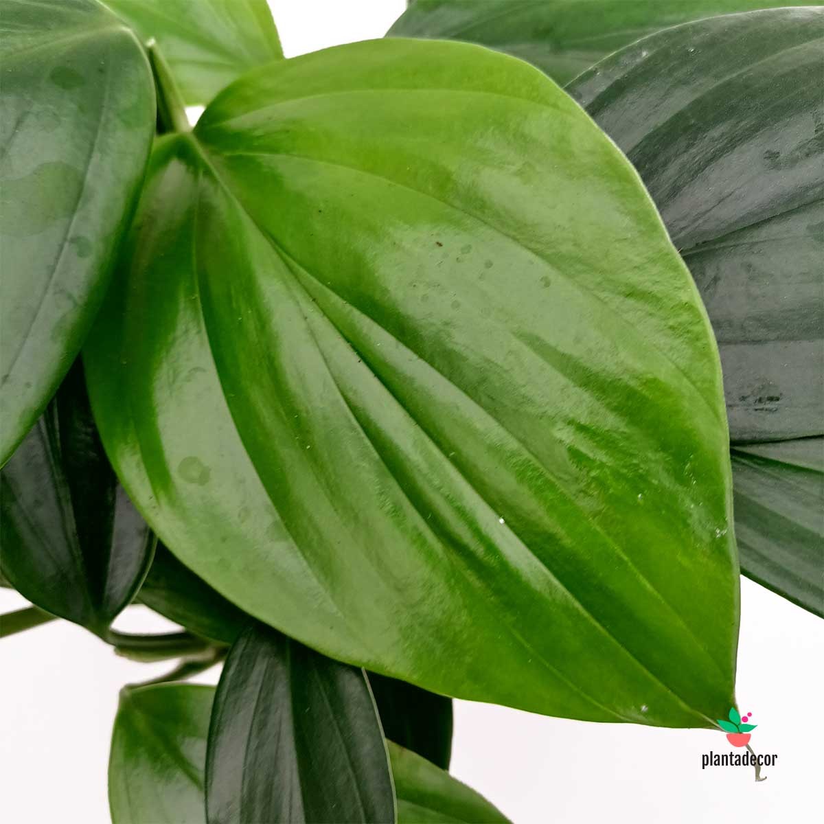 plantas de interior exclusivas