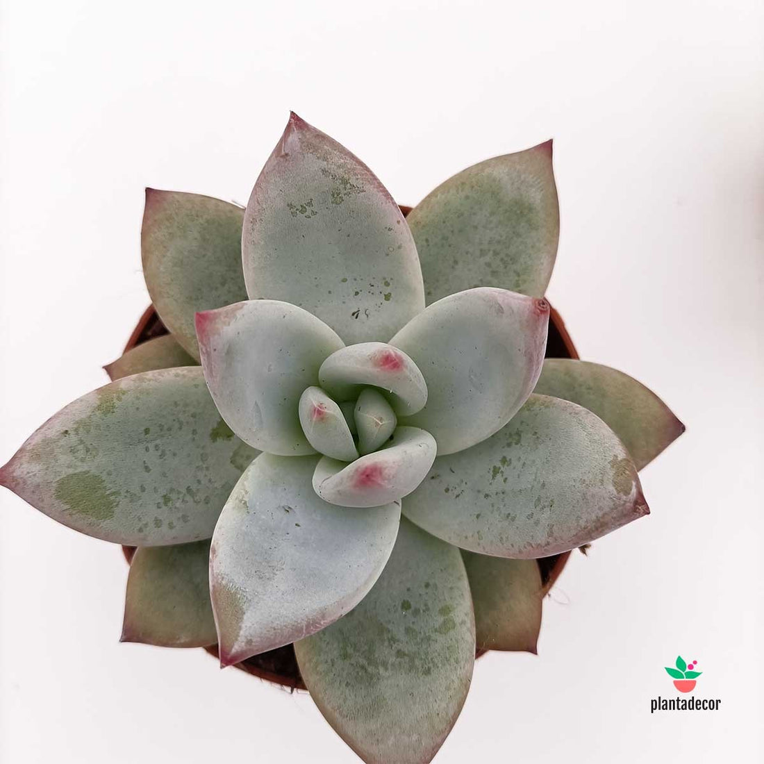 Comprar Echeveria Colorata "Mexican Giant "