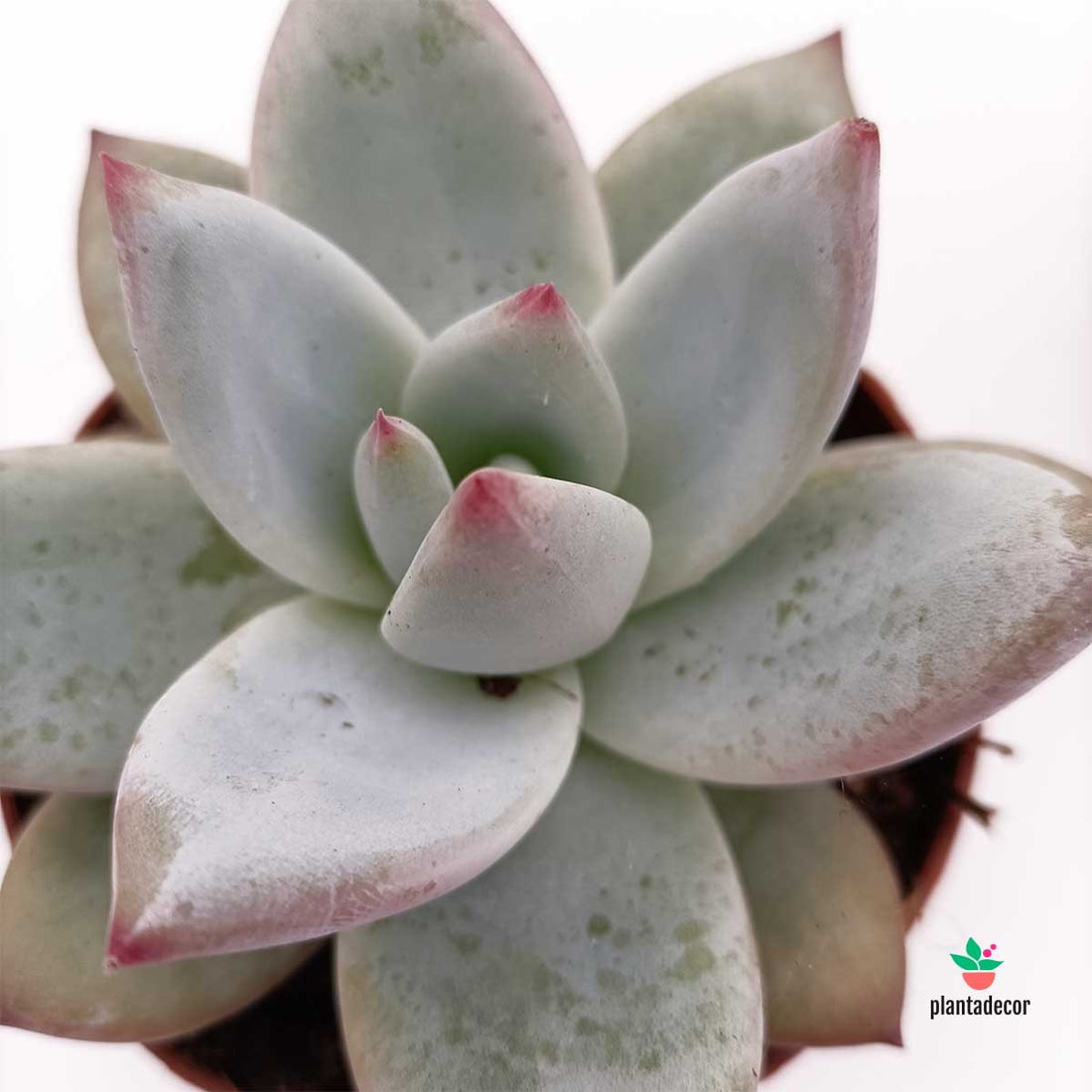 Comprar Echeveria Colorata "Mexican Giant "