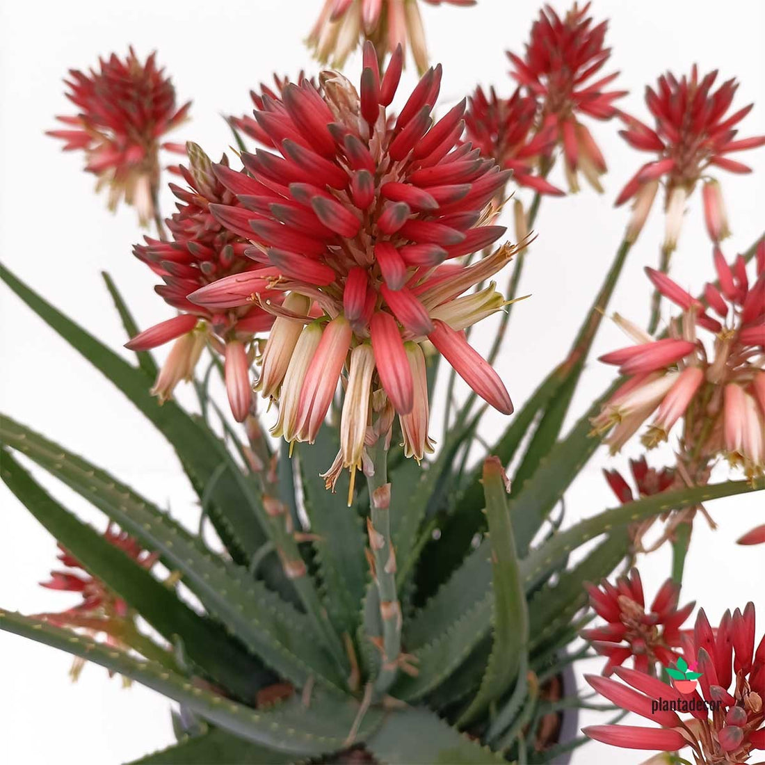 Comprar Aloe "Safari Sunrise"