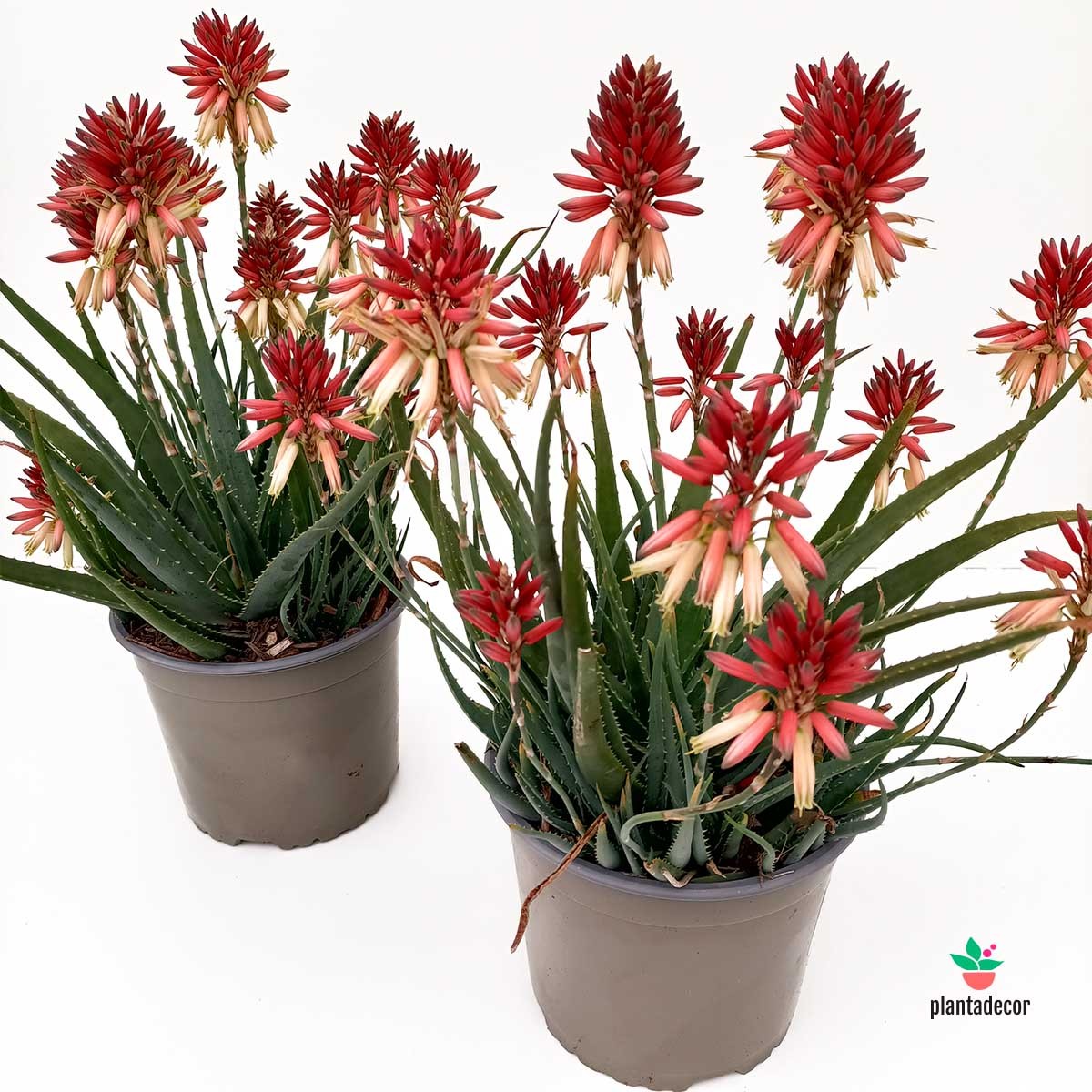 Aloe "Safari Sunrise"