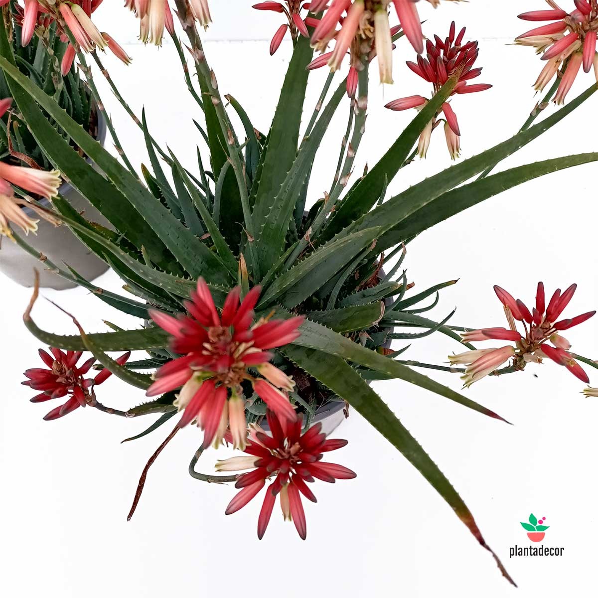 Cuidados Aloe "Safari Sunrise"