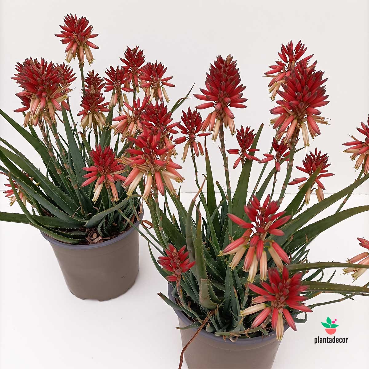 Aloe "Safari Sunrise"