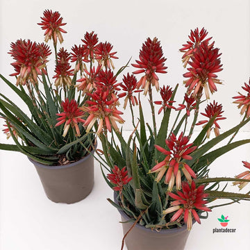 Aloe "Safari Sunrise"