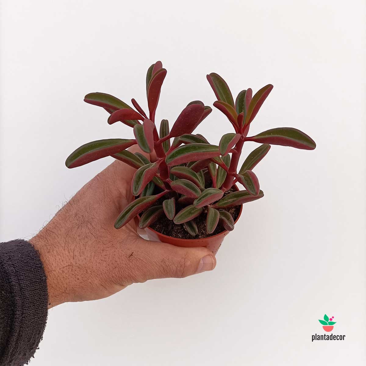 Cuidados Peperomia Graveolens