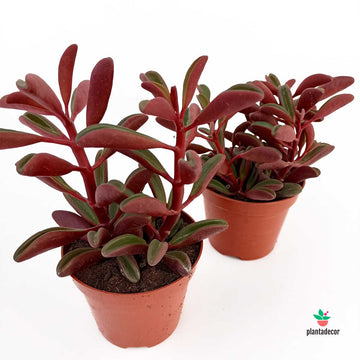 Peperomia Graveolens M-8,5
