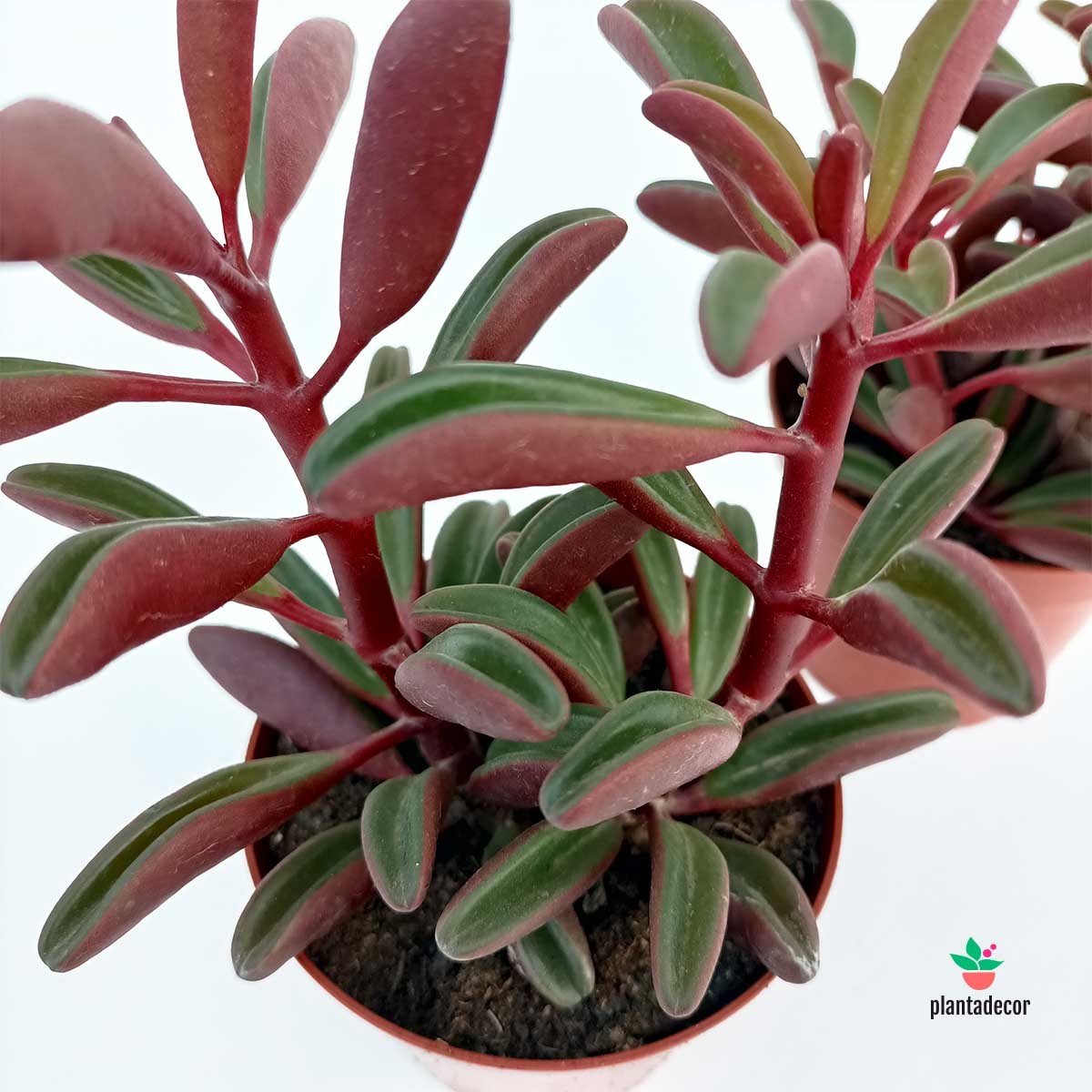 Comprar Peperomia Graveolens