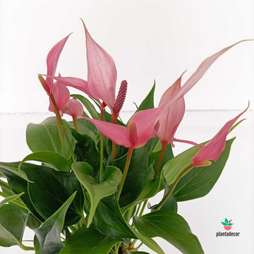 Anthurium Andreanum Lillii