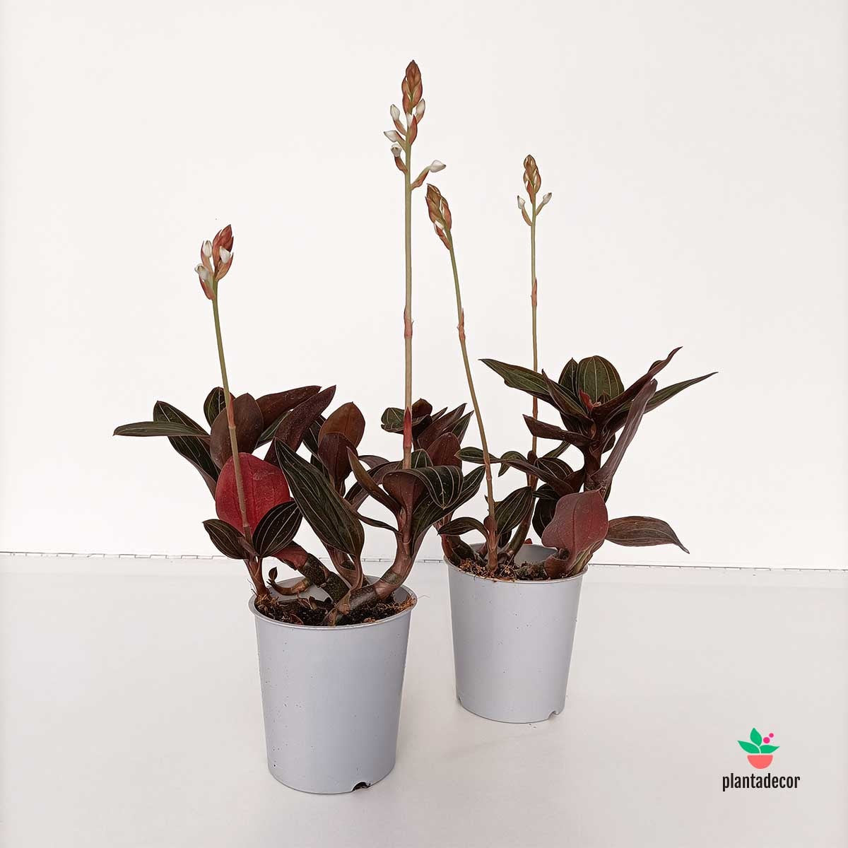 Comprar Ludisia Discolor