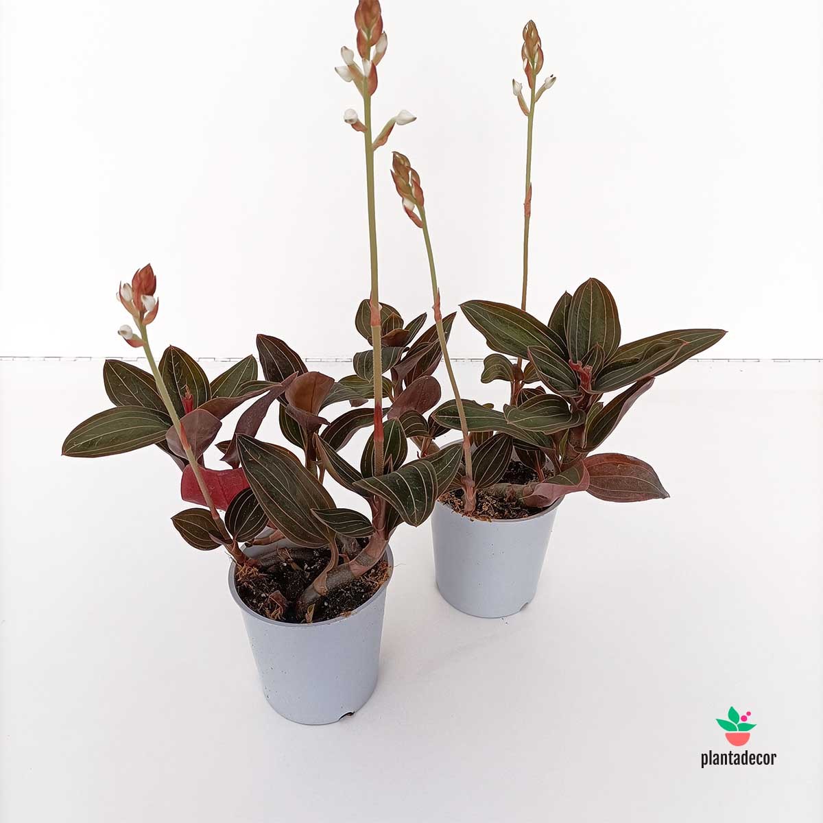 Orquídea Joya Ludisia Discolor