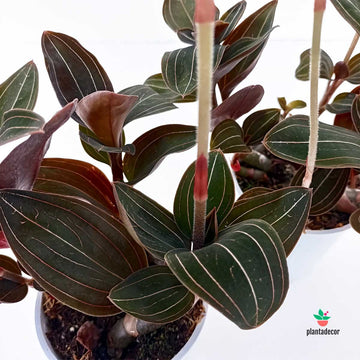 Ludisia Discolor (Orquídea Joya )