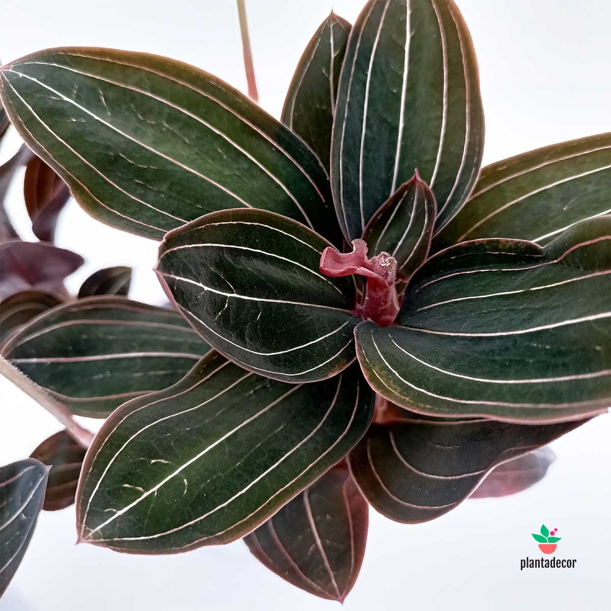 Cuidados Ludisia Discolor