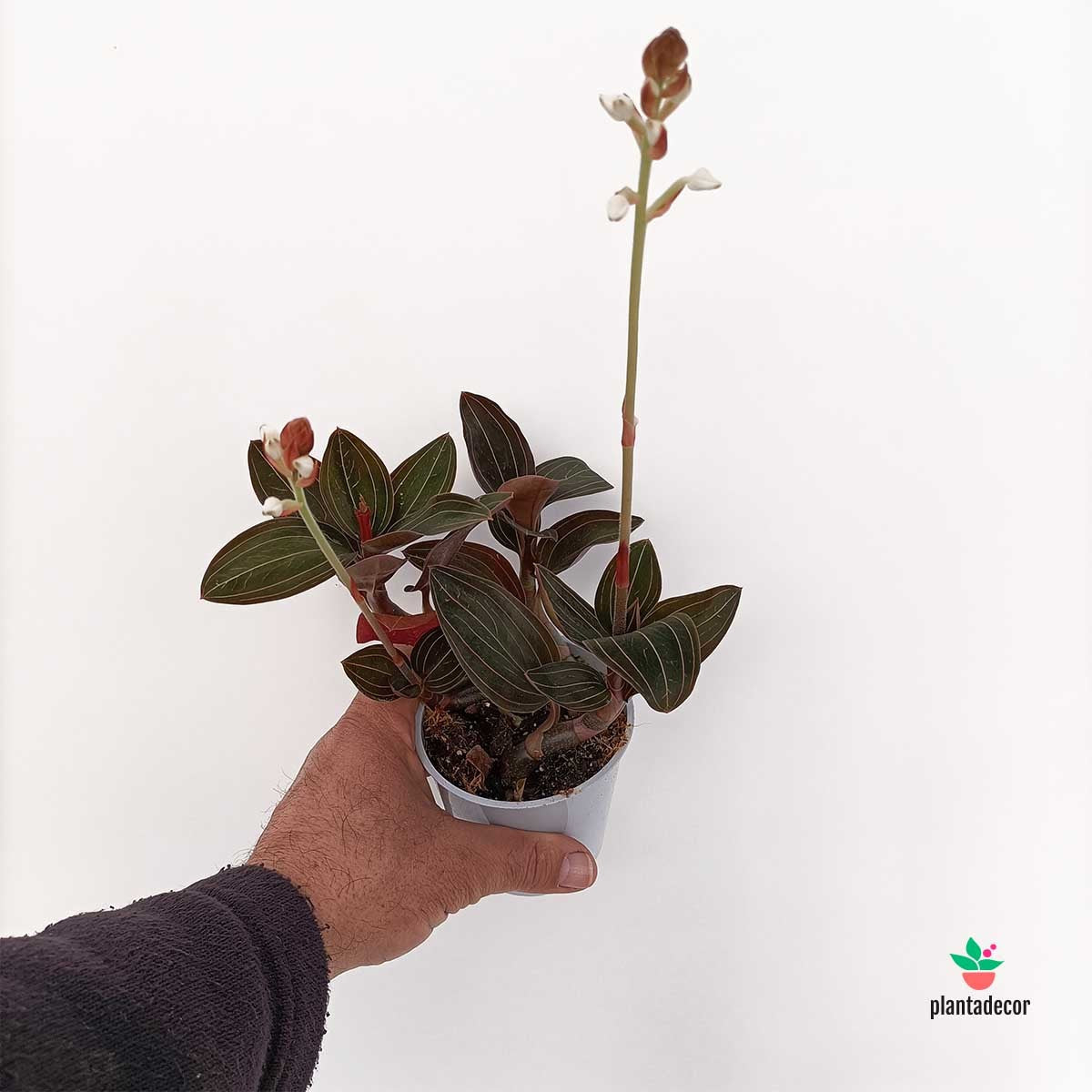 Orquídea Joya Ludisia