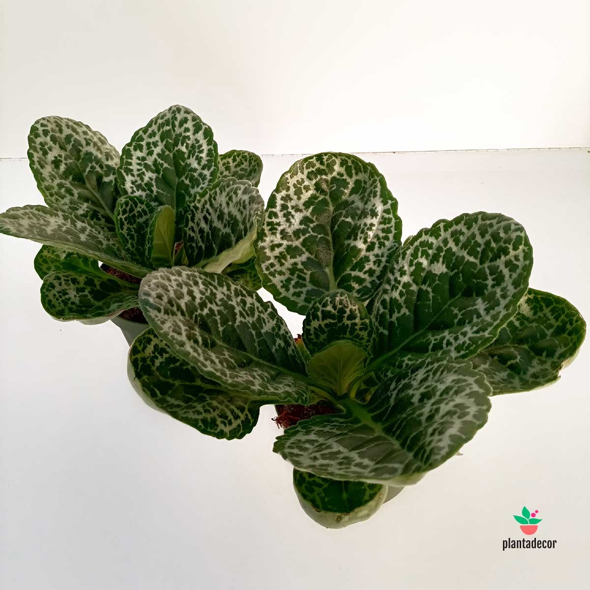 Suculenta Streptocarpus Pretty Turtle